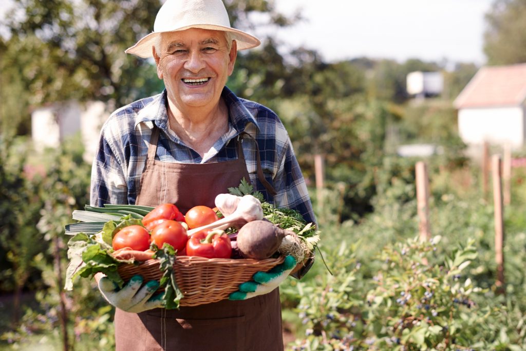 senior man working field with chest vegetables